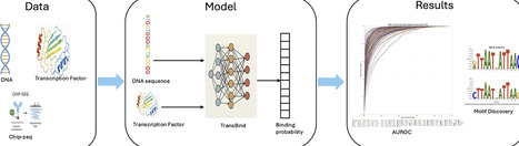 Integrating protein and DNA embeddings for improving genome-wide transcription factor binding site prediction | nar | RMH | Scoop.it