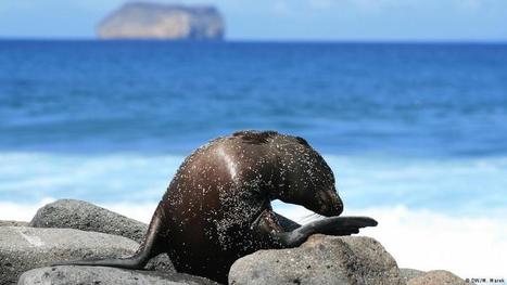 Galápagos fights temptation of mass tourism | DW Travel | DW | 15.02.2018 | Galapagos | Scoop.it