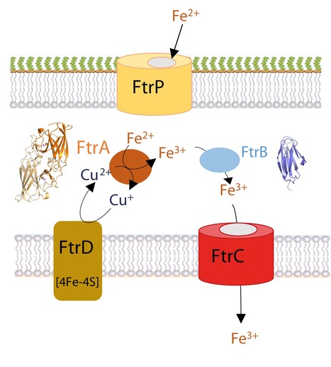 De nouvelles connaissances sur le mécanisme de transport du fer via le système Ftr présent dans des bactéries pathogènes | Life Sciences Université Paris-Saclay | Scoop.it