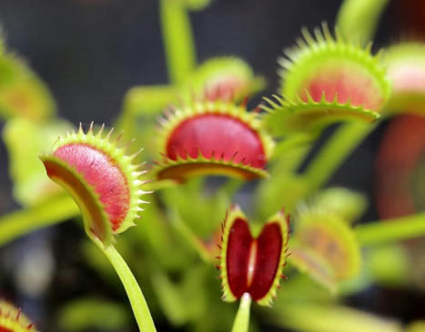 Dionaea, la plante qui attrape plus vite que son ombre | DEFI-Écologique : le blog | Les Colocs du jardin | Scoop.it