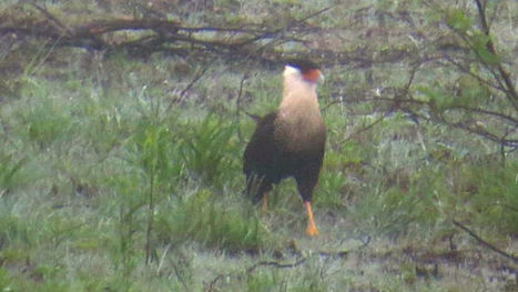 Un oiseau « extrêmement rare » vu au Nouveau-Brunswick | Les oiseaux au gré du vent | Scoop.it