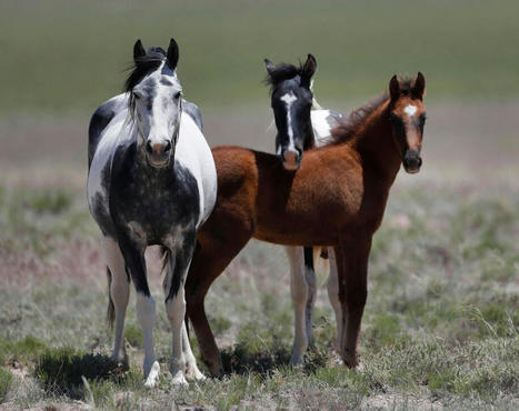 Ivermectin is worth investigating, but the idea that it cures COVID-19 is pure horses**t - DailyKos | Backstabber Watch | Scoop.it