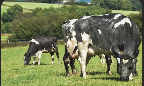 FRANCE: Covid-19, les fermes laitières plus résilientes | Culture Agri | CIHEAM Press Review | Scoop.it