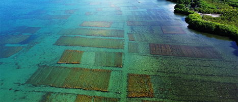 How seaweed farming is shaping the future of FOOD and livelihoods | CIHEAM Press Review | Scoop.it