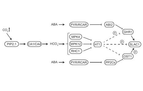 A Dominant Mutation in the HT1 Kinase Uncovers Roles of MAP Kinases and GHR1 in CO2-induced Stomatal Closure | The Plant Cell | Scoop.it