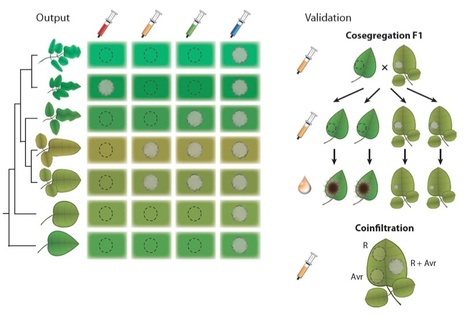 Ann Rev Phytopathology: Understanding and Exploiting Late Blight Resistance in the Age of Effectors | Publications | Scoop.it