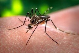 Mon aromatherapie » Zika, dengue et chikungunya : traiter avec les huiles essentielles ? | La Cabane aux Arômes | Scoop.it