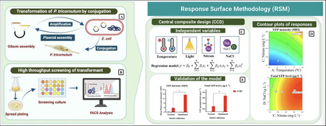 Original Paper in Bioresour Technol &bull; Desgagn&eacute;-Penix Lab 2025 &bull;&nbsp;Multifactorial interaction and influence of culture conditions on yellow fluorescent protein production in Phaeodactylum tricornutum | Originals | Scoop.it