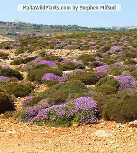 Online flora of MALTA | CIHEAM Press Review | Scoop.it