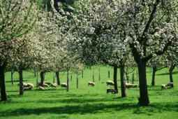 Introduction d’animaux en vergers et en vignes : un moyen de réguler des bioagresseurs ? | TRANSITION AGROECOLOGIQUE : PRATIQUES ET POLITIQUES AGRICOLES | Scoop.it