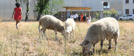Agriculture urbaine : des « Quartiers fertiles », d’ici 2023 | ESPACES VEGETALISES URBAINS | Scoop.it