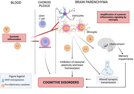 Troubles cognitifs dans les maladies auto-immunes : mécanismes clés et implications cliniques | Life Sciences Université Paris-Saclay | Scoop.it