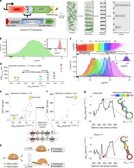 A possible universal role for mRNA secondary st...