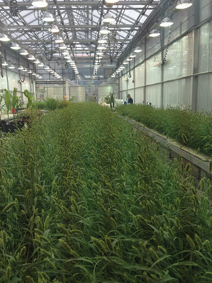 Model grasses hold key to crop improvement | Plant Sciences | Scoop.it