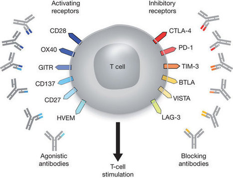 Excellent Review: Cancer immunotherapy comes of age : Nature : | Immunopathology & Immunotherapy | Scoop.it