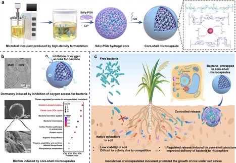 Bio-inspired core-shell microcapsules enhance plant salinity tolerance by improving stability and survival of non-spore bacteria | Ncm | RMH | Scoop.it