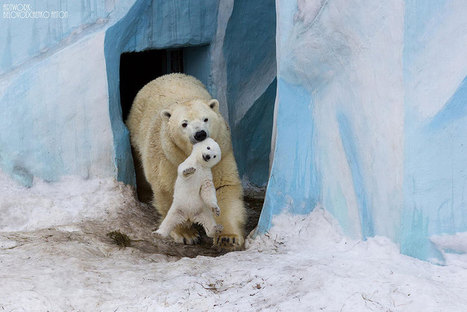 Baby Polar Bear With Mother Wallpaper Cute Ba