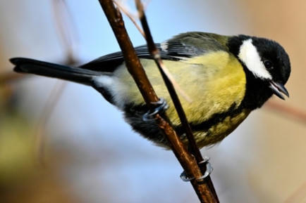En France, moins d'oiseaux l&agrave; o&ugrave; plus de pesticides sont achet&eacute;s, selon une &eacute;tude | Toxique, soyons vigilant ! | Scoop.it