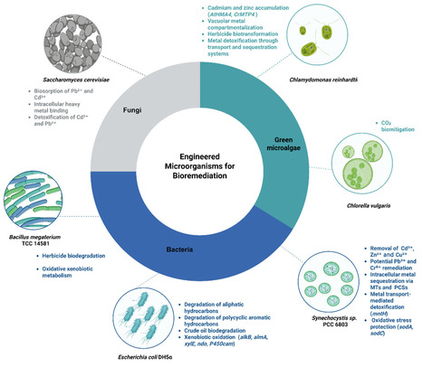 Engineering Plant-Associated Microorganisms for Bioremediation and Sustainable Agriculture | mdpi | RMH | Scoop.it