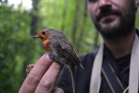 Ornithologue cherche oiseau pour lui passer la bague au doigt | Les oiseaux au gré du vent | Scoop.it