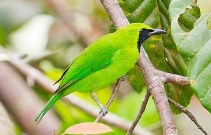 Download Suara Burung Pleci Gacor Ngalas Mp3