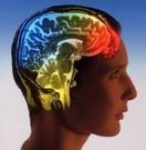 Neuroscience and sensitivity - our superior colliculus and amygdala | Highly Sensitive | Scoop.it