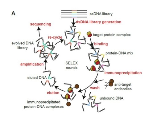 Differences in DNA-binding specificity of floral homeotic protein complexes predict organ-specific target genes | The Plant Cell | Scoop.it