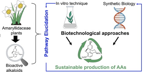 Review in Biomolecules • Desgagné-Penix Lab 2022 • Biotechnological Approaches to Optimize the Production of Amaryllidaceae Alkaloids | Reviews | Scoop.it