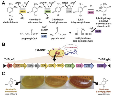 Synthetically primed growth of Pseudomonas putida on 2,4-dinitrotoluene as sole carbon and nitrogen source | meg | RMH | Scoop.it