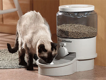 timed cat feeder