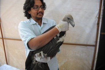 Inde: vautours recherchés - quand les nécessités écologiques rejoignent les convictions religieuses | Les oiseaux au gré du vent | Scoop.it