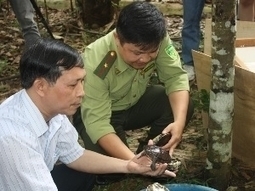 De rares tortues retournent au Vietnam | Zones humides - Ramsar - Océans | Scoop.it