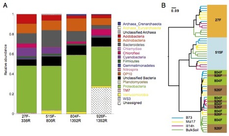 Diversity and heritability of the maize rhizosphere microbiome under field conditions | Plant-Microbe Symbiosis | Scoop.it
