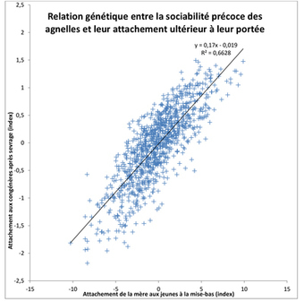 INRA - La vie d’Agnelle | Actualités de l'élevage | Scoop.it