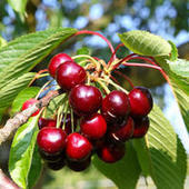 Insecticides - Peut-on encore manger des cerises ? - UFC-Que Choisir | Variétés entomologiques | Scoop.it