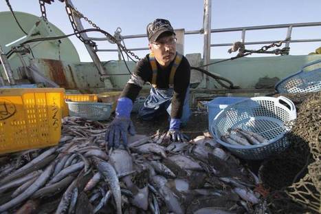Fukushima fishermen can't catch a break | The Asian Food Gazette. | Scoop.it