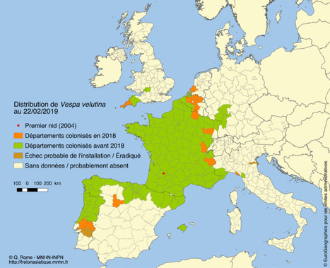 L’inexorable invasion du frelon asiatique en France | EntomoNews | Scoop.it