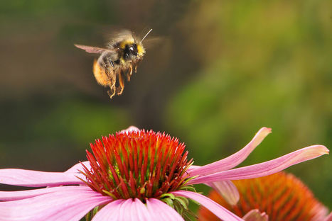 Pourquoi les fleurs ne sentiront plus aussi bon dans les années à venir | EntomoNews | Scoop.it