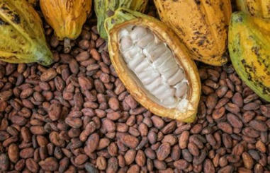 Cacao : le déficit mondial pour 2023/2024 revu à 462 000 tonnes (Icco) | Questions de développement ... | Scoop.it