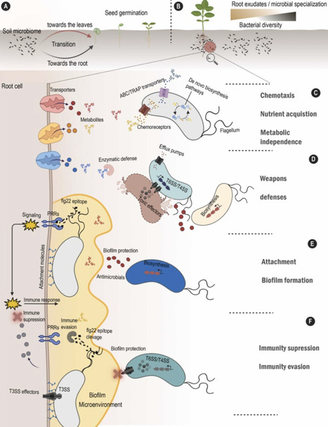 Understanding genetic determinants of bacterial adaptation to plant niches: Toward more robust bioinoculant design | mre | RMH | Scoop.it