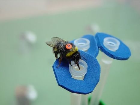 Bees Solve Complex Problems Faster Than Current Supercomputers | Complex Insight  - Understanding our world | Scoop.it