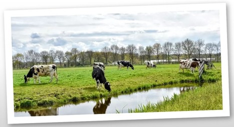 Changement climatique : l'agriculture néerlandaise plongée dans une crise sans précédent | Lait de Normandie... et d'ailleurs | Scoop.it