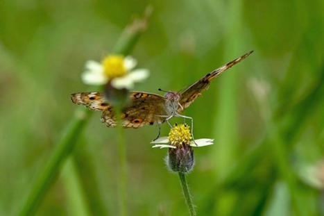 Des espèces animales menacées de disparition à cause du surplus d'azote dans la nature | EntomoNews | Scoop.it