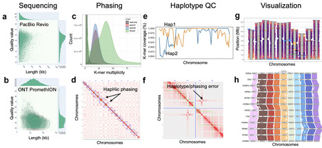 Plant genome assembly and annotation | Cin | RMH | Scoop.it