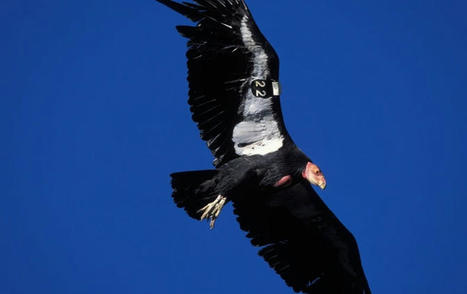 Endangered California Condors Get Bird Flu Vaccine | Virology News | Scoop.it