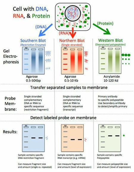 rima ben ali on LinkedIn: This image compares three types of blotting techniques used to detect… | Laboratory Medicine | Scoop.it