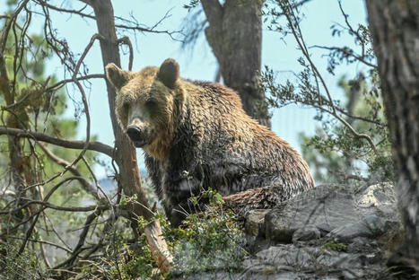 Un ours des Pyrénées "à problèmes" porté disparu : le mâle Goiat est-il mort ? | Vallées d'Aure & Louron - Pyrénées | Scoop.it