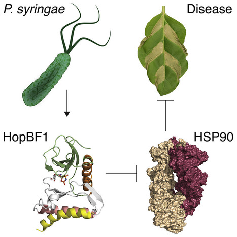 Cell: A Bacterial Effector Mimics a Host HSP90 Client to Undermine Immunity (2019) | Plants and Microbes | Scoop.it