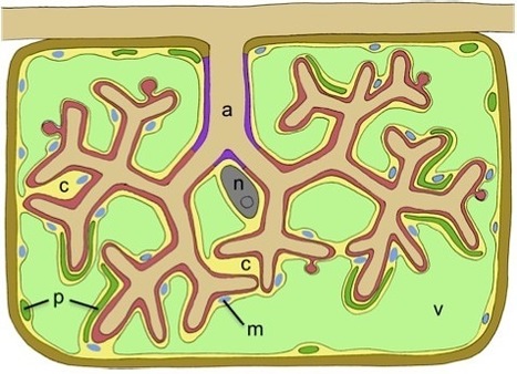 Frontiers in Plant Traffic and Transport: How membranes shape plant symbioses: signaling and transport in nodulation and arbuscular mycorrhiza (2012) | Plant-Microbe Symbiosis | Scoop.it