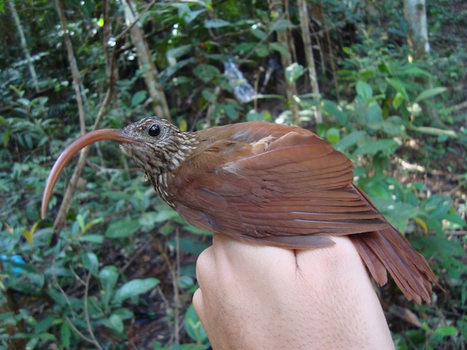 15 New Bird Species from the Amazonian jungle | RAINFOREST EXPLORER | Scoop.it